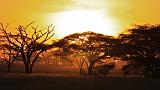 TANZANIA - Serengeti National Park - Alba - 13